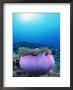 Magnificent Anemone Shelters Pink Anemonefish, Malaysia by Doug Perrine Limited Edition Print