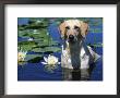 Labrador Retriever Dog In Lake, Illinois, Usa by Lynn M. Stone Limited Edition Print