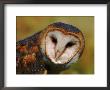 Barn Owl Portrait by Lynn M. Stone Limited Edition Pricing Art Print