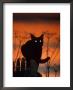 Black Domestic Cat, Silhoutte At Sunset With Eyes Reflecting Light by Jane Burton Limited Edition Print