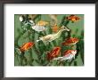 Duckling Swims Underwater Among Goldfish by Jane Burton Limited Edition Pricing Art Print