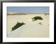 Desert And Sand Dunes In The Middle Of The Island Of Boa Vista, Cape Verde Islands, Africa by R H Productions Limited Edition Print