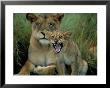 Two To Three Month Old Lion Cub With Lioness (Panthera Leo), Kruger National Park, South Africa by Steve & Ann Toon Limited Edition Print