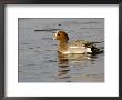 Wigeon, Male In Breeding Plumage, Uk by Mike Powles Limited Edition Print