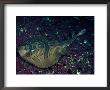 Eastern Fiddler Ray, Australia by David B. Fleetham Limited Edition Print