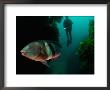 Sandagers Wrasse And Diver, New Zealand by Tobias Bernhard Limited Edition Print