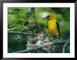 Golden Orioles Feeding Their Nest Of Hungry Chicks by Klaus Nigge Limited Edition Print