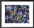 Colourful Wildflowers Covered With Frost, Nyalam, Tibet by Richard I'anson Limited Edition Print