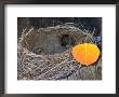 Birds Nest In Aspen Forest Near The Richardson Highway, Alaska, Usa by Julie Eggers Limited Edition Pricing Art Print