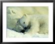 Polar Bear, Ursus Maritimus With 2-3 Month Old Cub by Norbert Rosing Limited Edition Print