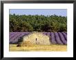 Stone Building In Lavender Field, Plateau De Sault, Haute Provence, Provence, France, Europe by Guy Thouvenin Limited Edition Print