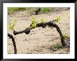 Vineyard Of Pierre Gaillard In Malleval, Rhone Valley, France by Per Karlsson Limited Edition Print