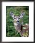 A Deer Eats A Mouthful Of Leaves While Looking Curiously At You by Taylor S. Kennedy Limited Edition Print