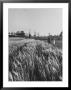 Young Couple Walking By A Grain Field by Ed Clark Limited Edition Pricing Art Print