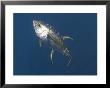 Yellowfin Tuna, Free Swimming, South Africa, Atlantic Ocean by Chris And Monique Fallows Limited Edition Print