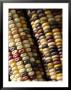 Close View Of Rows Of Multi-Colored Kernels In Autumns Indian Corn by Stephen St. John Limited Edition Print