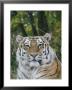 A Portrait Of An Adult Siberian Tiger by Dr. Maurice G. Hornocker Limited Edition Pricing Art Print