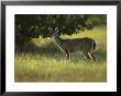 Florida Key Deer In Its Grassland Habitat by Klaus Nigge Limited Edition Pricing Art Print