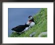 Puffin Pair (Fratercula Artica) Billing, Shetland Islands, Scotland, Uk, Europe by David Tipling Limited Edition Print