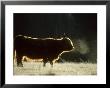 Highland Cow Backlit On Frosty Autumn Morning, November Cai Rngorms National Park, Scotland by Mark Hamblin Limited Edition Print