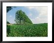 Poplar Trees Acting As Windbreak On Typical Flat Fenlands Cambridgeshire by Robert Estall Limited Edition Print