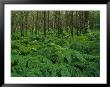 Forest Ferns by Norbert Rosing Limited Edition Print