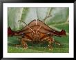 Magnified Close-Up Of A Rust-Colored, Crablike Tortoise Beetle by Paul Zahl Limited Edition Pricing Art Print