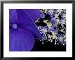 Close-Up Of Hydrangea, Seattle, Washington, Usa by Nancy & Steve Ross Limited Edition Print