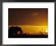 Elephant Grazing At Sunset, Tarangire National Park, Tanzania by John & Lisa Merrill Limited Edition Print