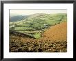 Llangollen, Llantysilio Mountains, Clwyd, Wales, United Kingdom by Loraine Wilson Limited Edition Pricing Art Print