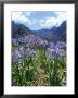 Agapanthus Flowers Near Serra De Agua, Madeira, Portugal by Hans Peter Merten Limited Edition Print