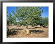 Olive Grove, Puglia, Italy by Oliviero Olivieri Limited Edition Print