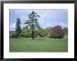 Cedar, Deodar Tree, Croft Castle, Herefordshire, England, United Kingdom by David Hunter Limited Edition Print