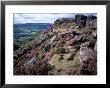 Heather And Rocky Terrain, Froggatt Edge, Derbyshire, England, United Kingdom by David Hunter Limited Edition Print