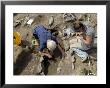 Archaeological Excavation Of A Grave By Cambria Archaeology At West Angle Bay, Pembrokeshire, Wales by Rob Cousins Limited Edition Print