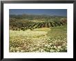 Landscape Near Velez Malaga, Andalucia, Spain by Michael Busselle Limited Edition Print
