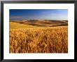 Wheat Fields, Palouse, Usa by Brent Winebrenner Limited Edition Print