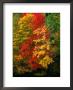 Autumn Colours In Marquette County, Usa by Charles Cook Limited Edition Print