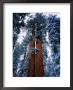 Giant Sequoia Tree Sequoia National Park, California, Usa by Rob Blakers Limited Edition Pricing Art Print
