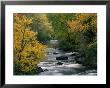 Autumn Colours On The Banks Of The Rue River, Quebec, Canada by Mark Newman Limited Edition Print