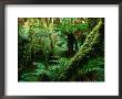 Trees And Ferns In Beech Forest, Oparara, New Zealand by Oliver Strewe Limited Edition Print