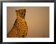 Cheetah, South Africa by Stuart Westmoreland Limited Edition Print