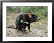 Tasmanian Devil, Sarcophilus Harrisii, In Captivity, Australia, Pacific by Ann & Steve Toon Limited Edition Pricing Art Print