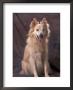 Mongrel Portrait by Adriano Bacchella Limited Edition Print