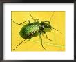Caterpillar Hunter Beetle by David M. Dennis Limited Edition Print
