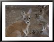 A Group Of Kangaroos by Nicole Duplaix Limited Edition Print
