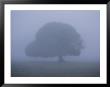 Foggy Landscape Near The Margaret River by Sam Abell Limited Edition Print