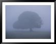 Foggy Landscape Near The Margaret River by Sam Abell Limited Edition Pricing Art Print