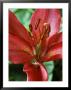 Lilium (Unnamed (Lily), Close-Up Of Red Flower by Chris Burrows Limited Edition Pricing Art Print