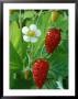 Fragaria Vesca (Alexandra), Strawberry, Close-Up Of Fruit by Chris Burrows Limited Edition Pricing Art Print